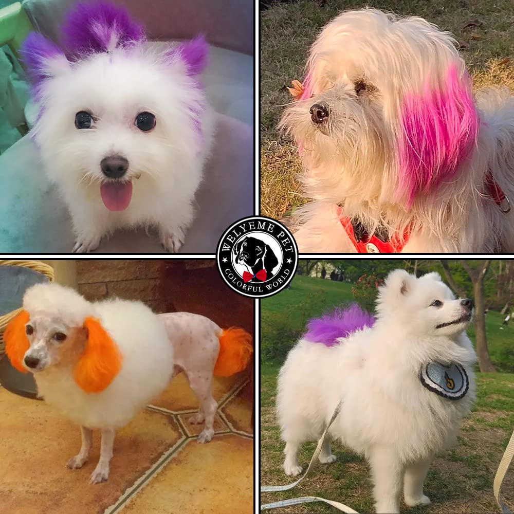 Dog with fashion hair dye